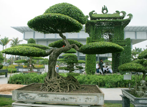 Bonsai, cay canh nghe thuat, cây cảnh nghệ thuật, cay the, cây thế, triển lãm bonsai, trien lam bonsai, triển lãm cây thế, trien lam cay the